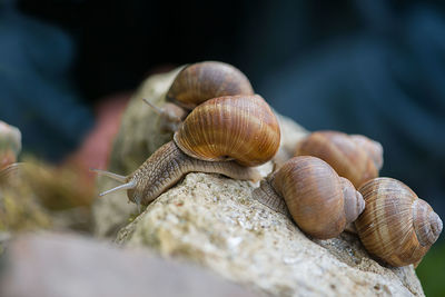 Close-up of snails on rock