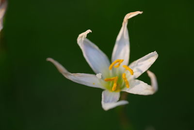 Close-up of flower