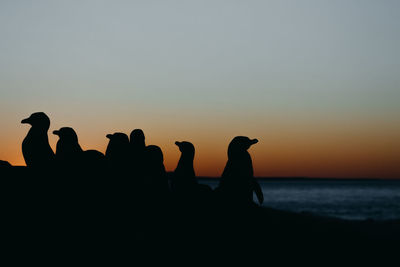 Magellanic penguin in patagonia.