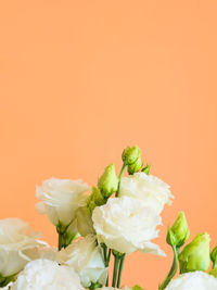 Close-up of fresh white rose against orange background
