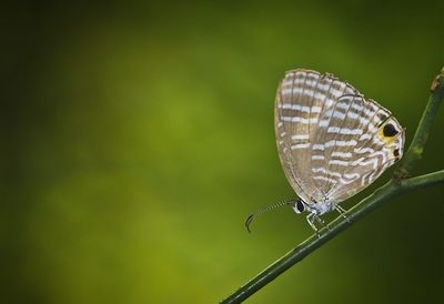 Close-up of insect on white background