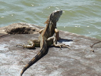 High angle view of driftwood in lake