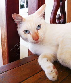 Portrait of cat lying on floor at home