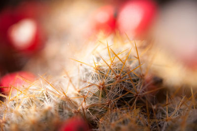 Close-up of cactus