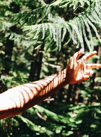 Close-up of hand on plant in forest