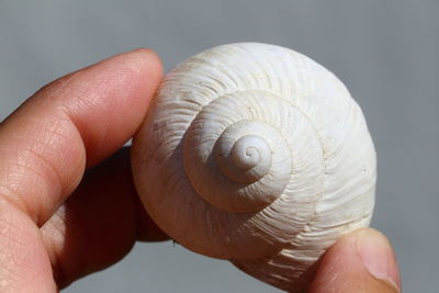 Close-up of hand holding shell