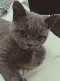 domestic cat