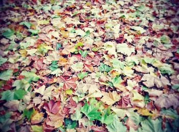 Full frame shot of leaves