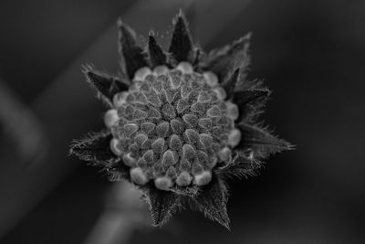 Close-up of wilted flower plant