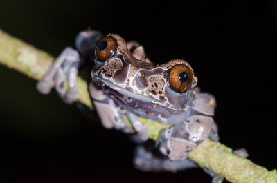 Close-up portrait of frog on plant at night