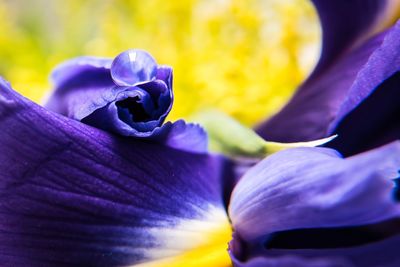 Close-up of purple flower blooming outdoors