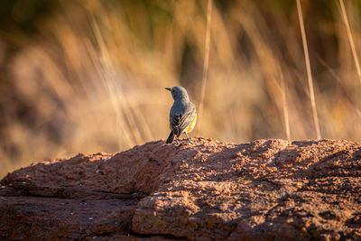 Bird perching on rock