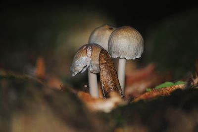 Close-up of mushroom