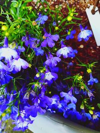 High angle view of blue flowering plant