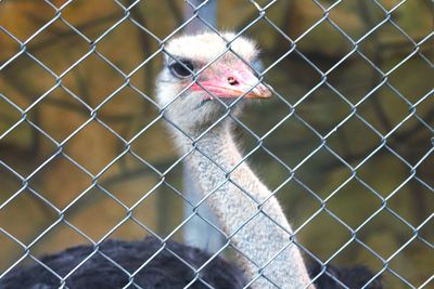 View of bird in cage