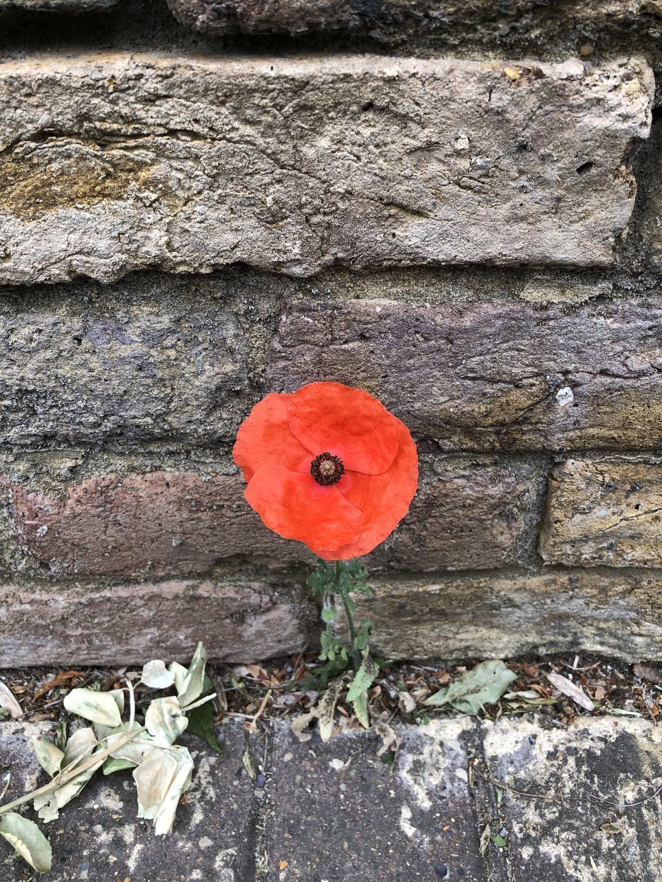 CLOSE-UP OF RED POPPIES ON WALL
