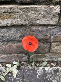 Close-up of red poppy on wall