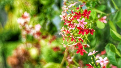 Close-up of red flowering plant