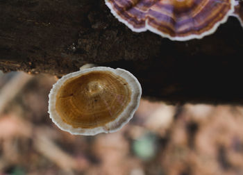 Close-up of a shell