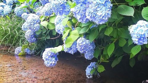 High angle view of hydrangea flowers