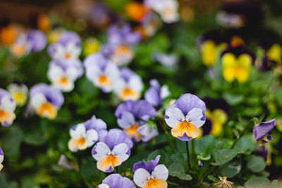 Close-up of purple flowering plants