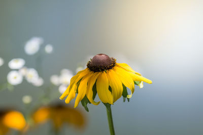 Macro shot of yellow flower