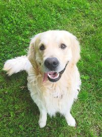 Portrait of dog on grassy field