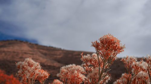 Close-up of flowering plants against sky