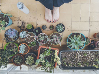 Low section of man and potted plants