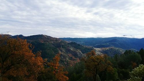 Scenic view of forest against sky during autumn