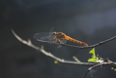 Close-up of dragonfly