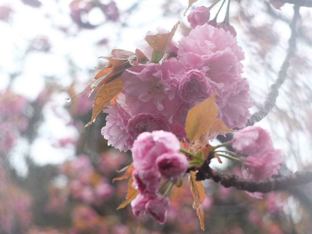 flower, freshness, fragility, branch, growth, pink color, beauty in nature, tree, focus on foreground, cherry tree, nature, cherry blossom, petal, close-up, blossom, insect, in bloom, springtime, animals in the wild, blooming