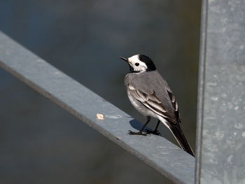 Close-up of bird perching on railing