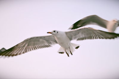 Low angle view of seagull flying