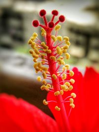 Close-up of red flower