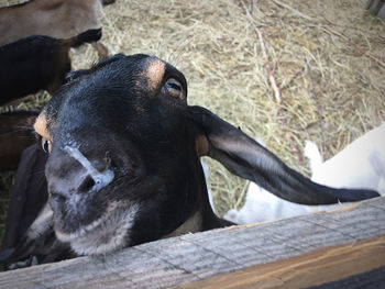 Close-up of goat