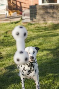 Dog on grass