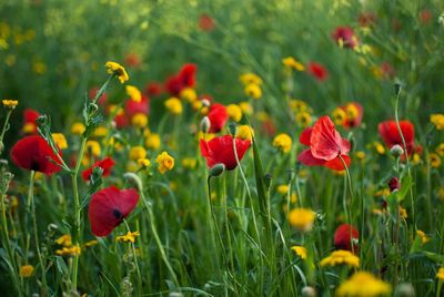 Close-up of red flowers blooming in field