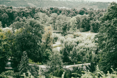 High angle view of trees in forest