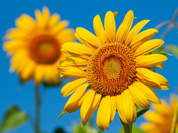 Close-up of sunflower against blue sky