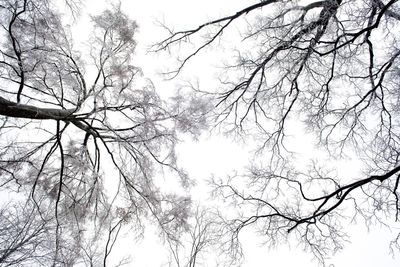 Low angle view of bare trees against sky