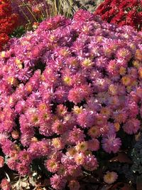 High angle view of pink flowering plants by sea