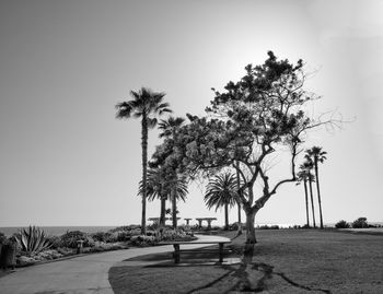 Palm trees on landscape against clear sky