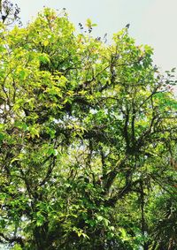 Low angle view of trees