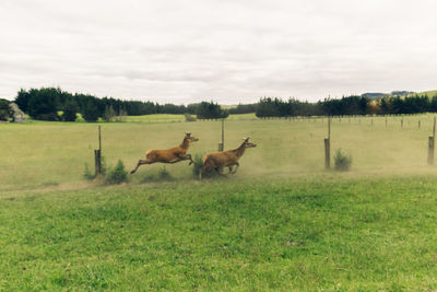 Horses grazing on field against sky