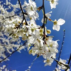 Low angle view of flowers blooming on tree