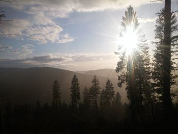 Sun shining through trees