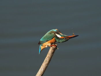 Close-up of bird perching on a branch