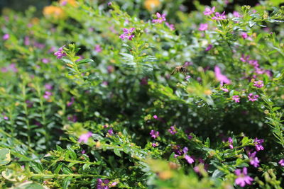 View of flowering plants