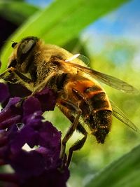 Close-up of insect on flower